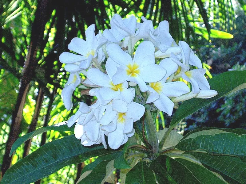 Frangipani White (Plumeria Acuminata 'White') — it reaches up to 20 ft tall