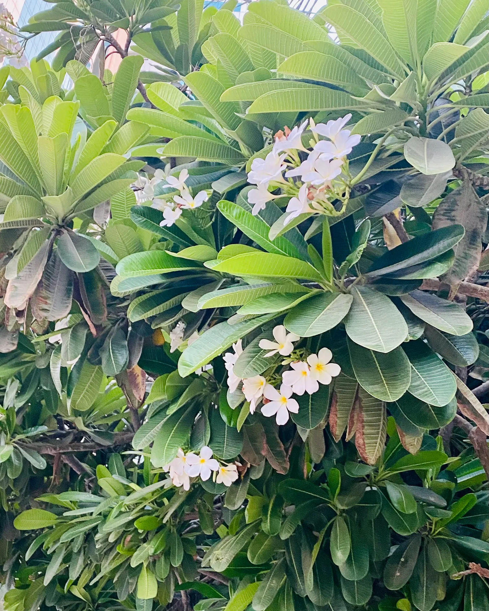 Frangipani White (Plumeria Acuminata 'White') — will encourage vigorous growth and abundant flowering.<br><br>Architecturally