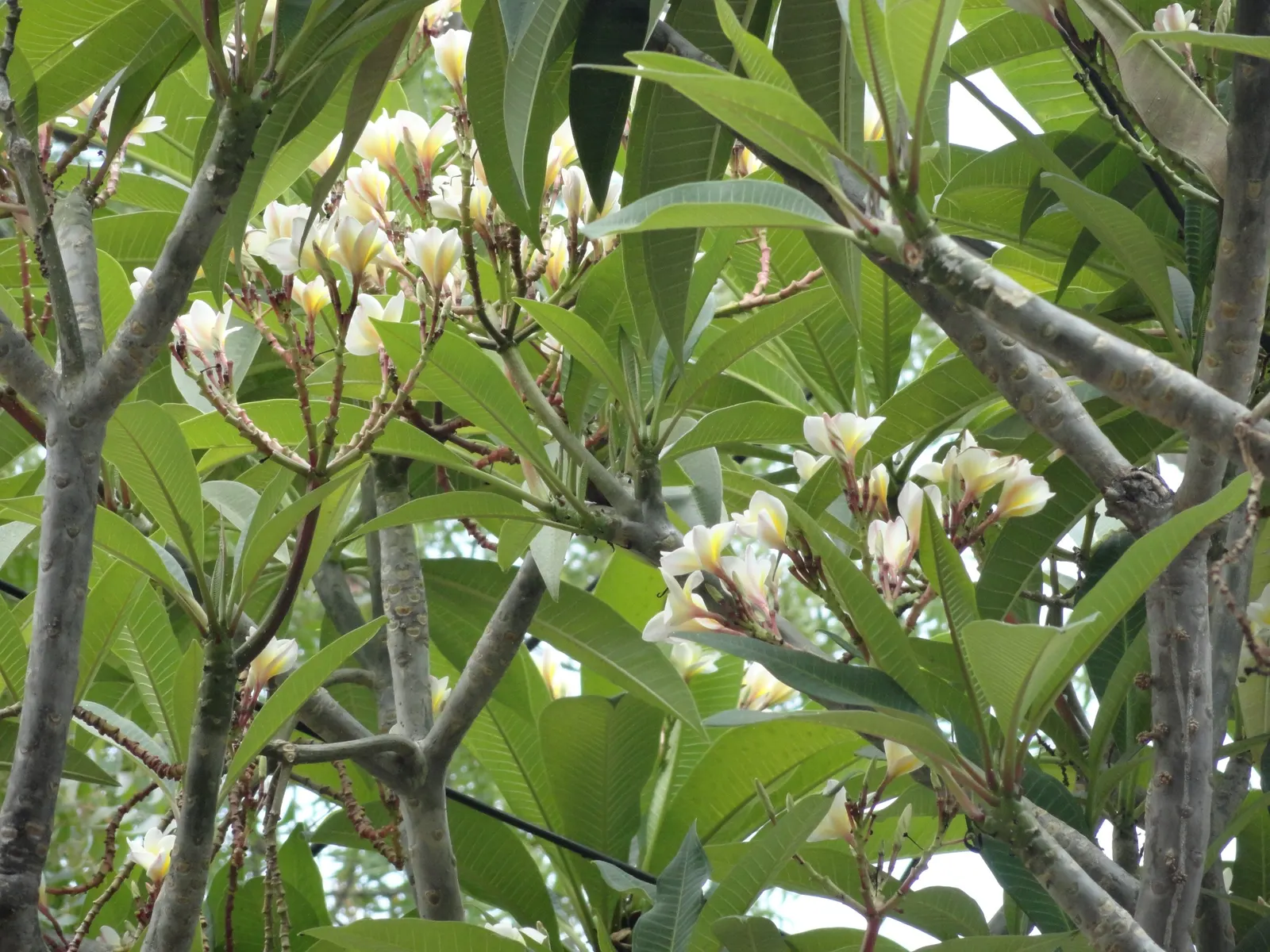 Frangipani White (Plumeria Acuminata 'White') — exhibiting moderate drought tolerance once established, image 88