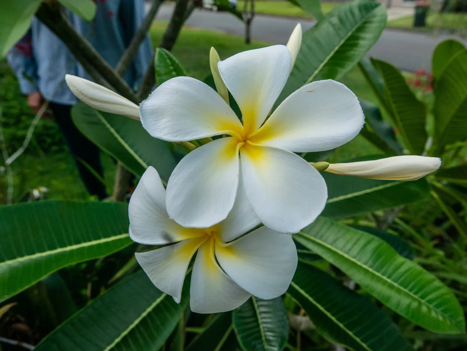 Frangipani White (Plumeria Acuminata 'White') — the Frangipani White's true allure lies in its clusters of fragrant