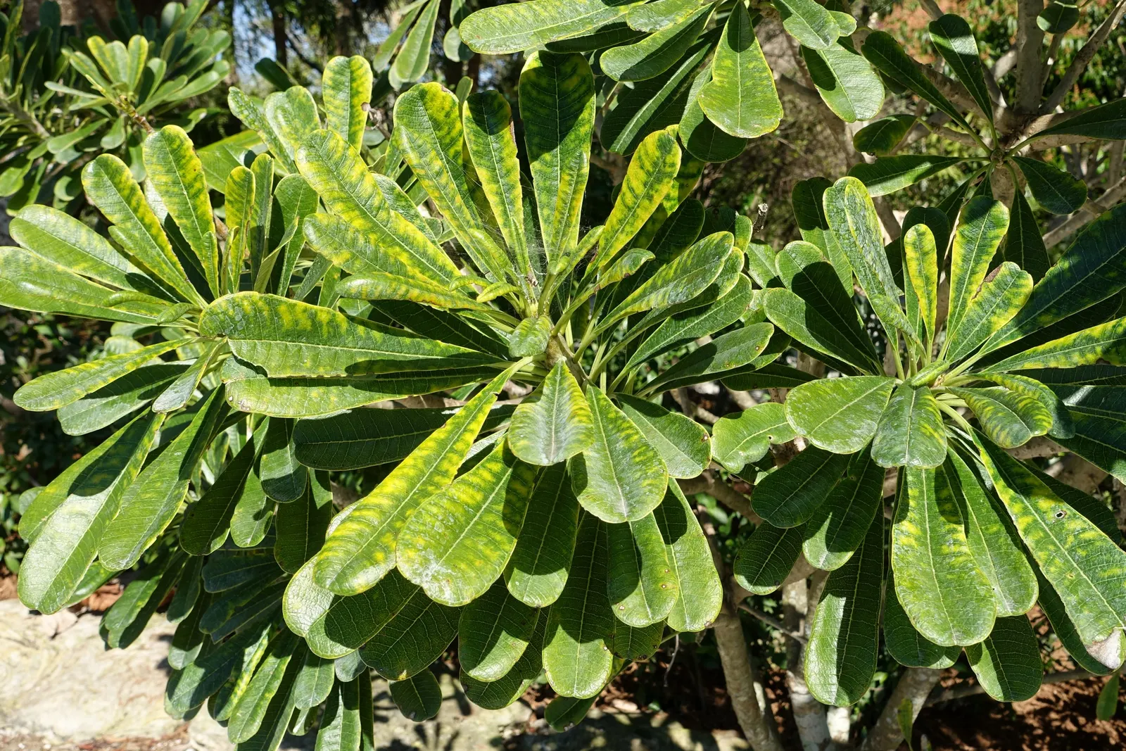 Frangipani White (Plumeria Acuminata 'White') — Its resilience to pests and diseases; this tropical beauty prefers full sun and loamy