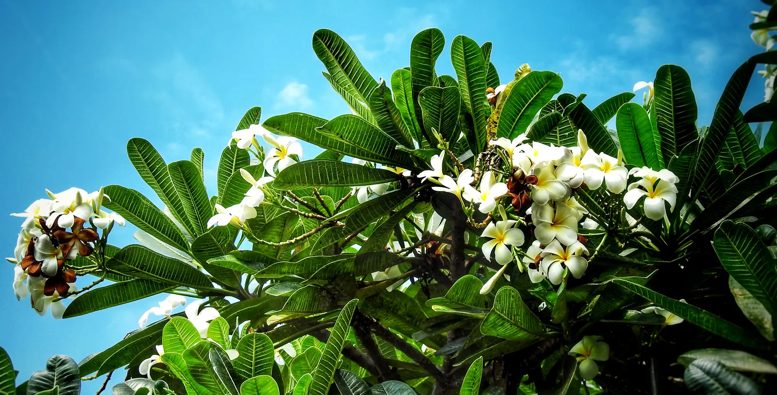 Frangipani White (Plumeria Acuminata 'White') — jasmine-like scent during the night; shrub / tree with white blooms, image 86