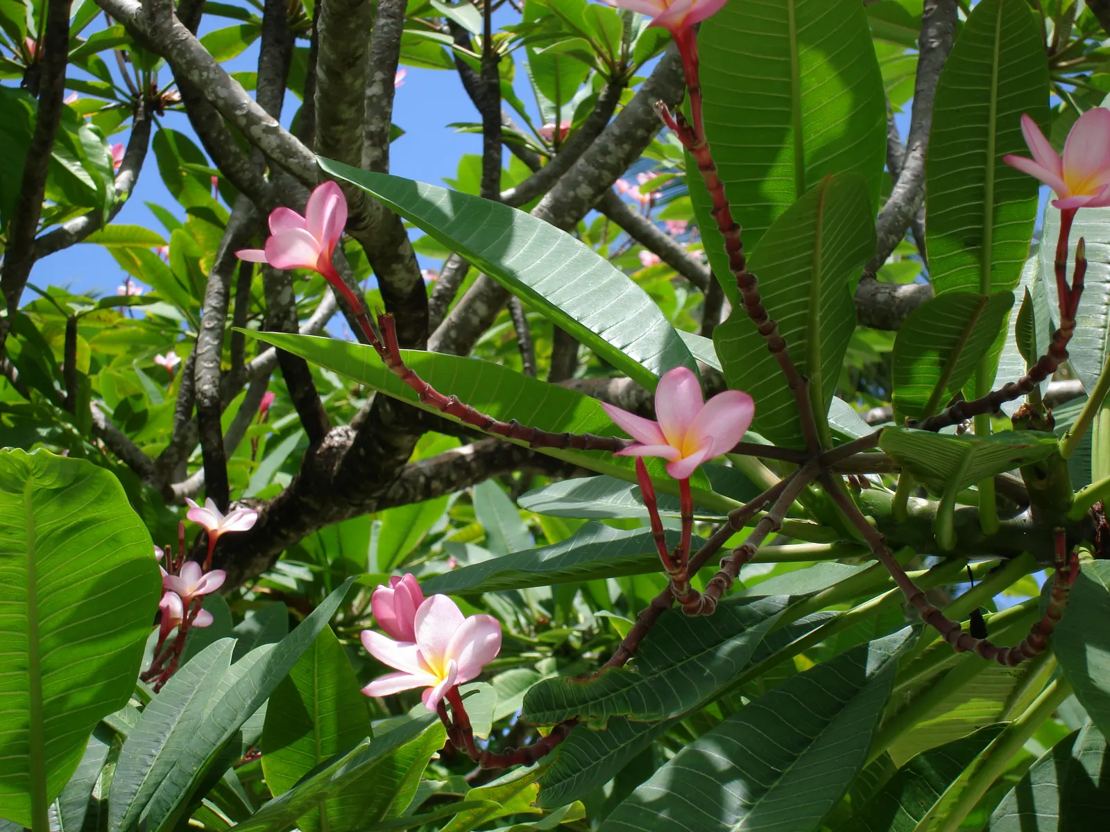 Frangipani White (Plumeria Acuminata 'White') — white flowers in the garden