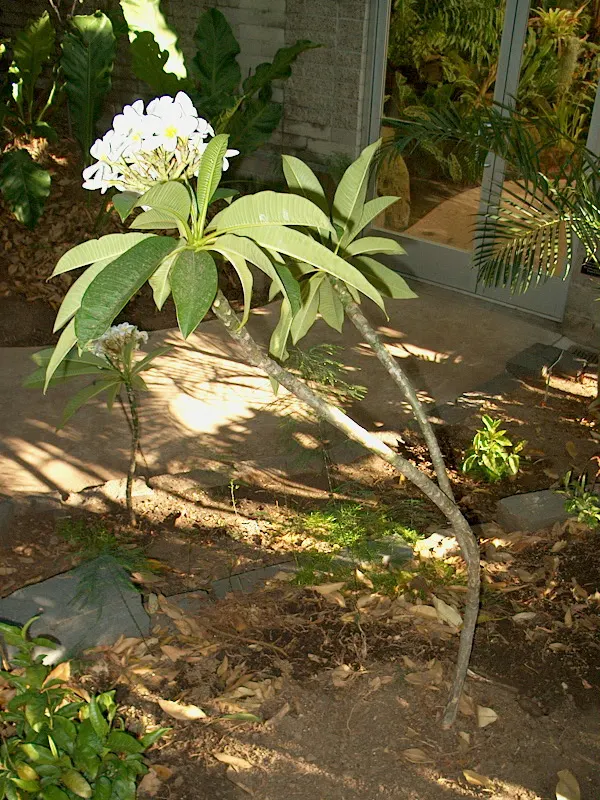 Frangipani White (Plumeria Acuminata 'White') — It can also be effectively potted for patios where space is limited or frost is a concern, image 94
