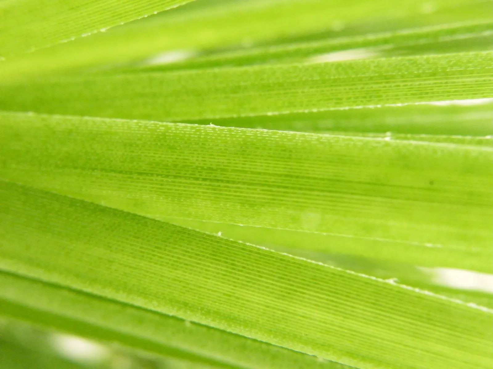 Puya Bromeliad (Puya Coerulea Var. Violacea) — It requires minimal maintenance