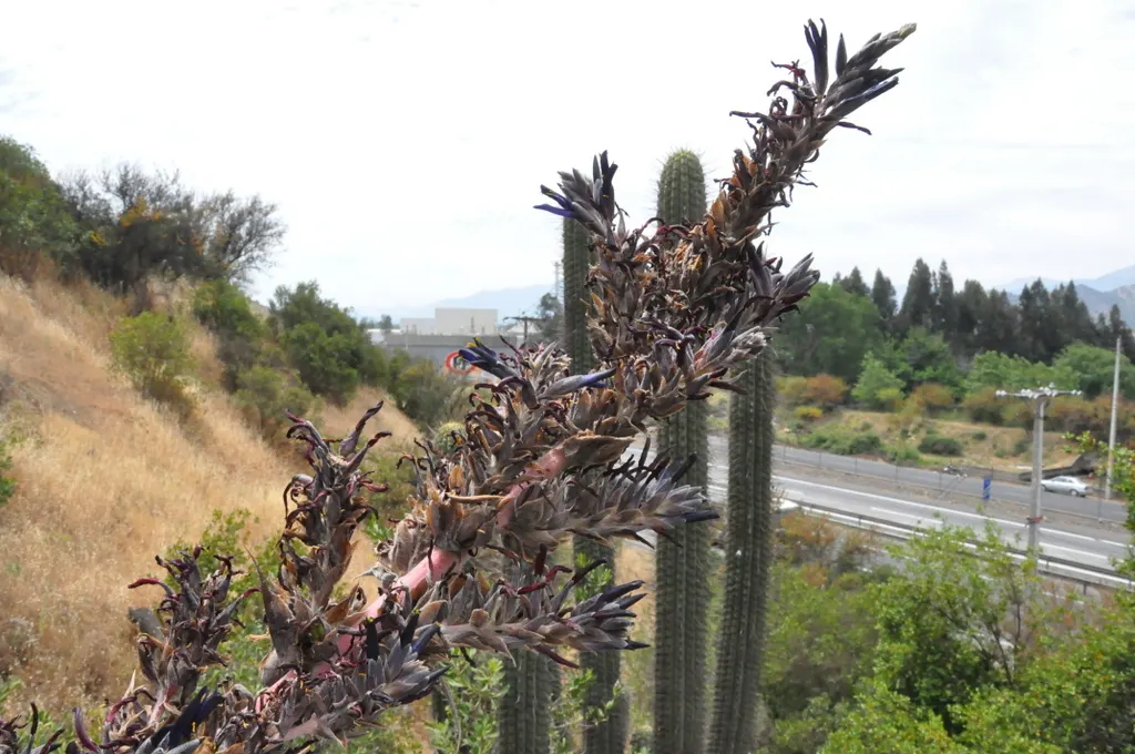 Puya Bromeliad (Puya Coerulea Var. Violacea) — making it a dramatic focal point in xeriscape designs