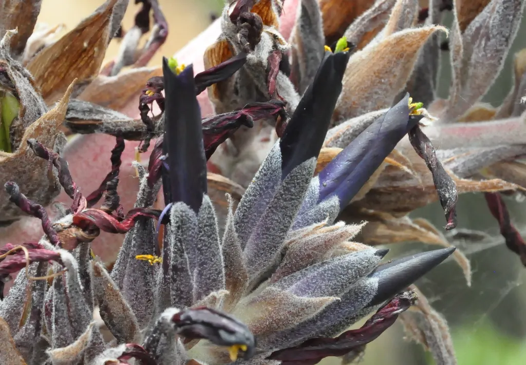 Puya Bromeliad (Puya Coerulea Var. Violacea) — which are contrasting yet complementary to its foliage
