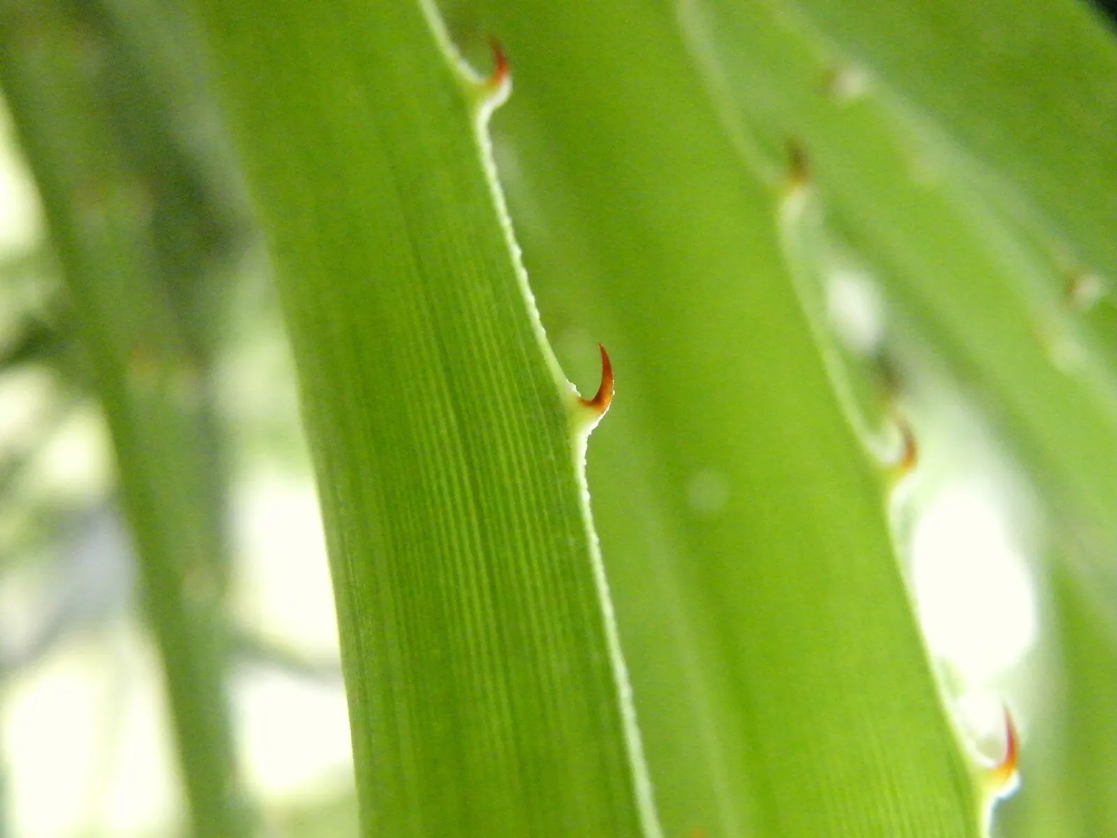 Puya Bromeliad (Puya Coerulea Var. Violacea) — It is a perennial member of the Bromeliaceae family