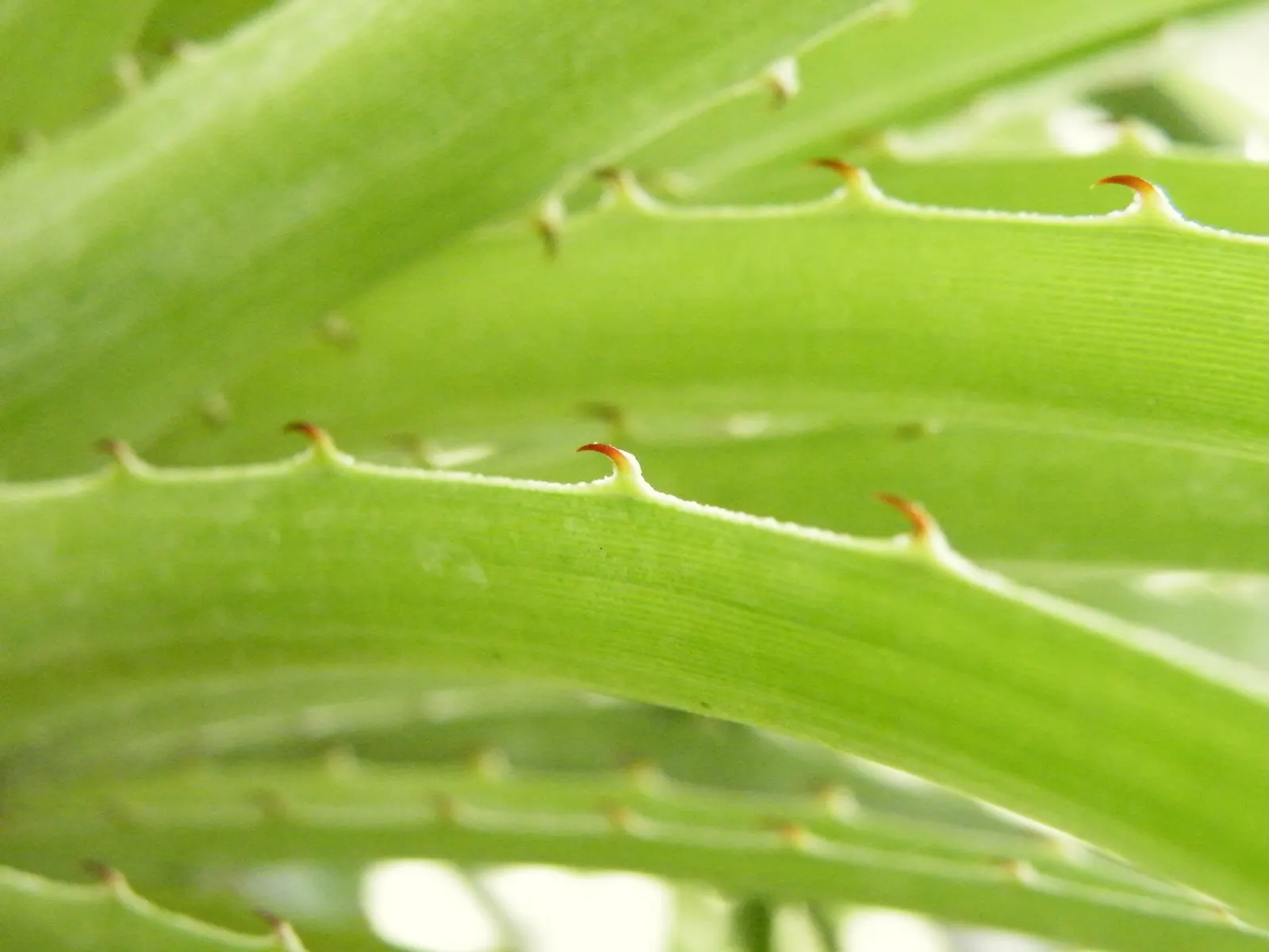 Puya Bromeliad (Puya Coerulea Var. Violacea) — and can reach up to 3 to 4 feet in length and 1.5 to 2 inches wide