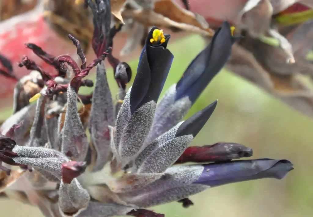 Puya Bromeliad (Puya Coerulea Var. Violacea) — blue and violet flowers in the garden