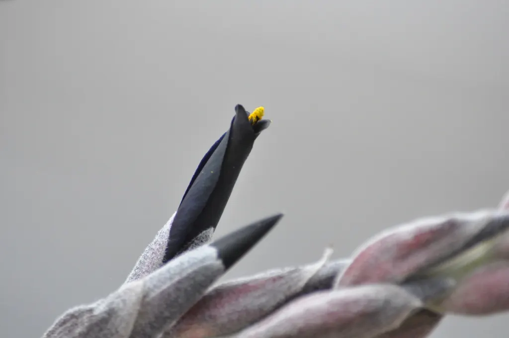 Puya Bromeliad (Puya Coerulea Var. Violacea) — The flowers attract pollinators like hummingbirds