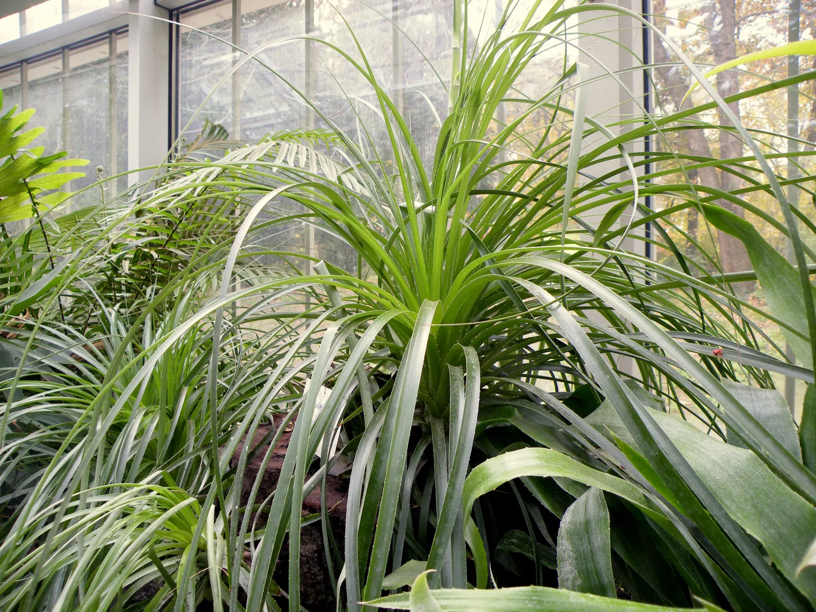 Puya Bromeliad (Puya Coerulea Var. Violacea) — making it an appealing choice for gardeners seeking low-care yet visually impactful plants