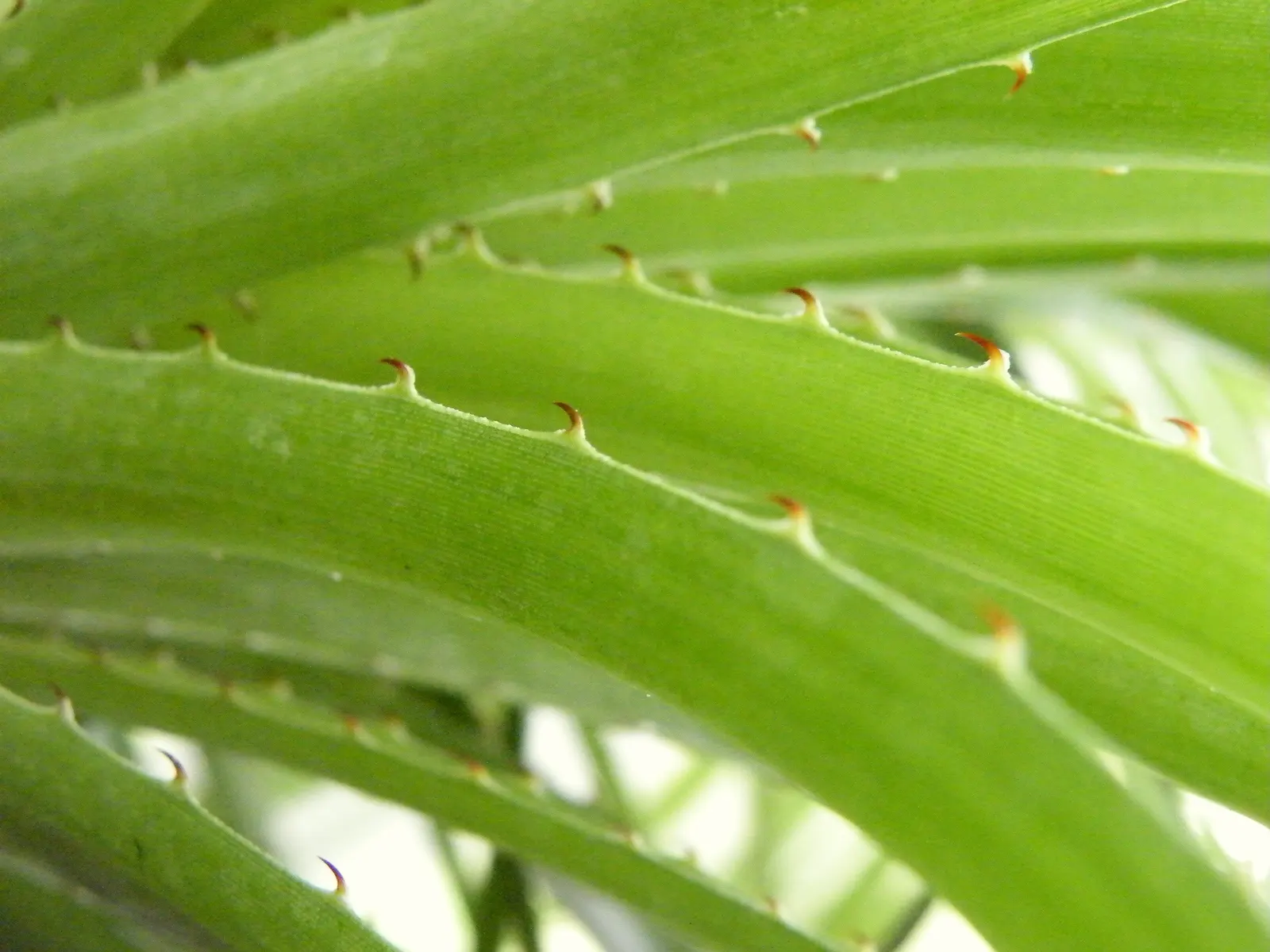 Puya Bromeliad (Puya Coerulea Var. Violacea) — violacea produces a flower spike that can soar up to heights between 6 to 10 feet