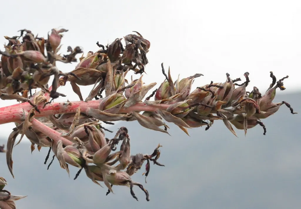 Puya Bromeliad (Puya Coerulea Var. Violacea) — commonly referred to as the Puya Bromeliad