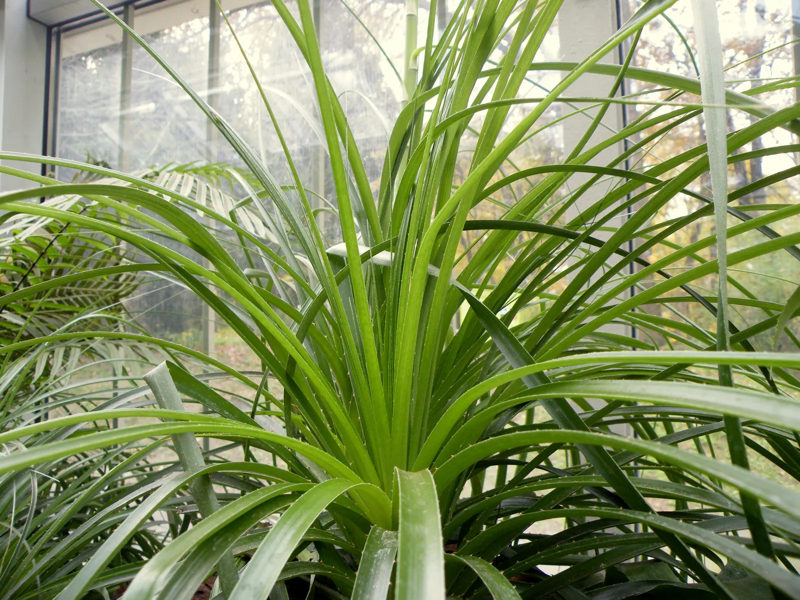 Puya Bromeliad (Puya Coerulea Var. Violacea) — Including Puya coerulea var