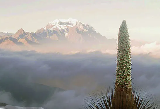 Puya Bromeliad (Puya Coerulea Var. Violacea) — The Puya Bromeliad (Puya coerulea var