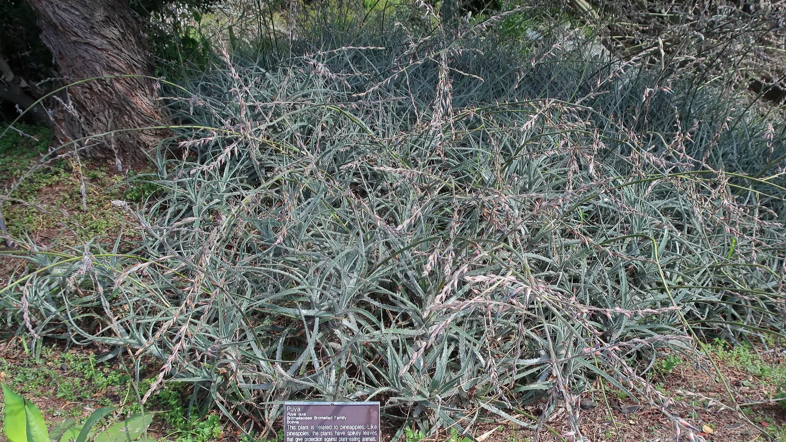 Puya Bromeliad (Puya Coerulea Var. Violacea) — it thrives in full sun to partial shade and requires well-drained soil