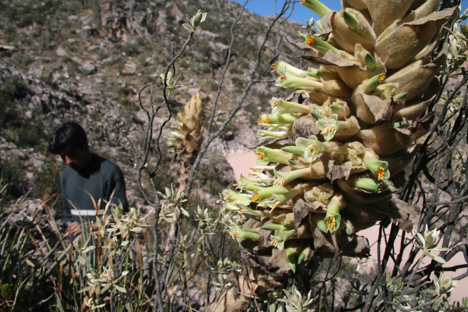 Puya Bromeliad (Puya Coerulea Var. Violacea) — reaching up to 5 feet tall