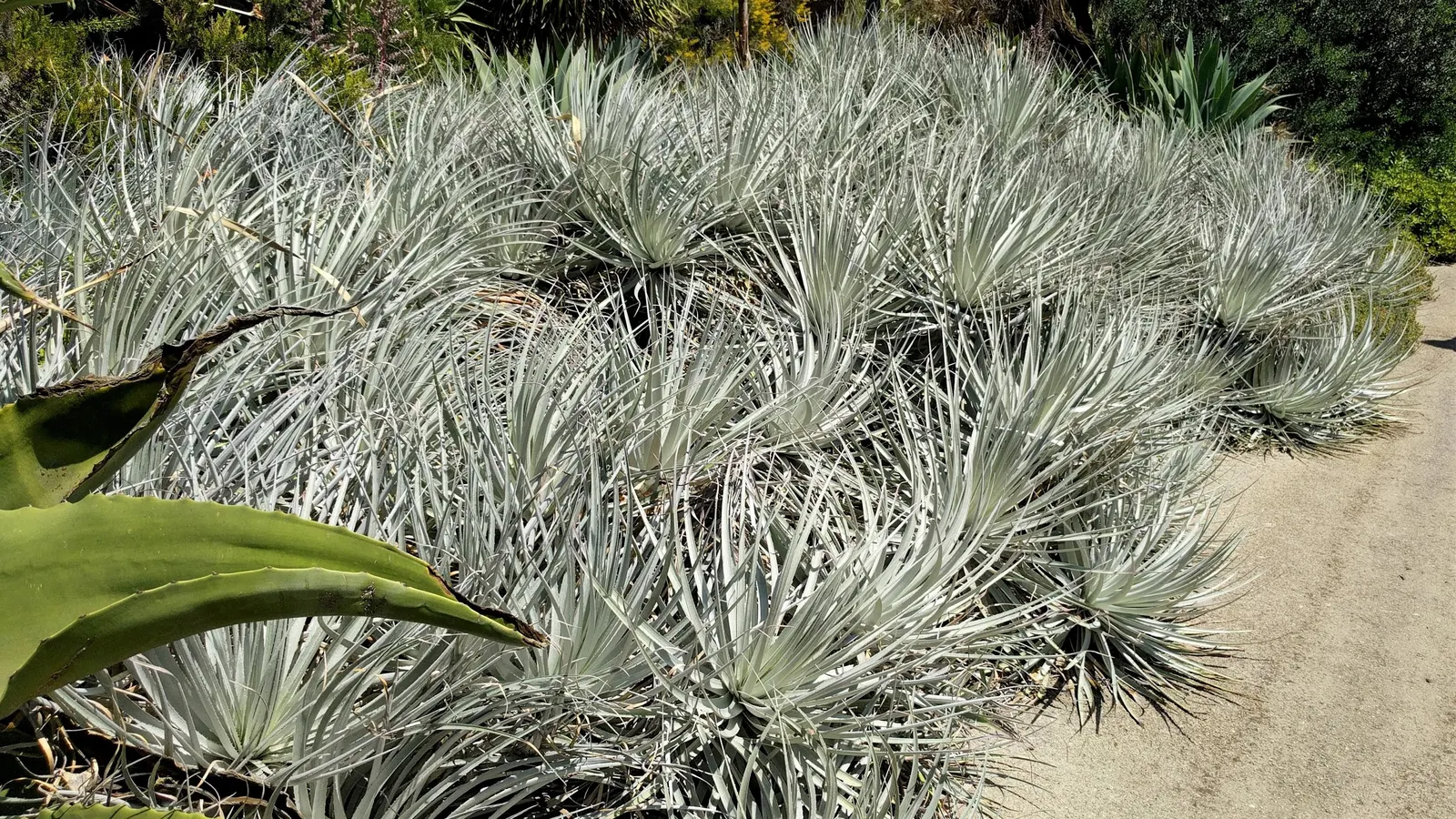 Puya Bromeliad (Puya Coerulea Var. Violacea) — making it exceptionally distinctive when in bloom