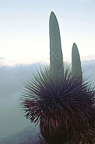 Puya Bromeliad (Puya Coerulea Var. Violacea) — succulent for full