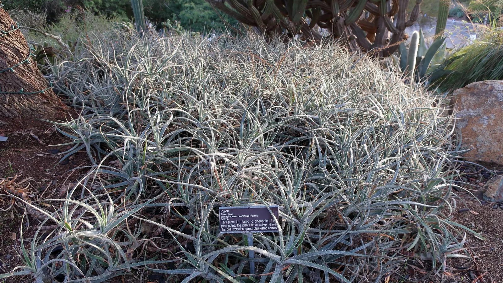 Puya Bromeliad (Puya Coerulea Var. Violacea) — this Chilean native produces striking