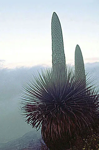 Puya Bromeliad (Puya Coerulea Var. Violacea) — This spike boasts clusters of metallic turquoise to violet flowers