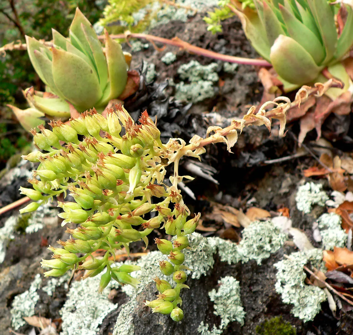 Candleholder Dudleya (Dudleya Candelabrum) — During the late spring to early summer
