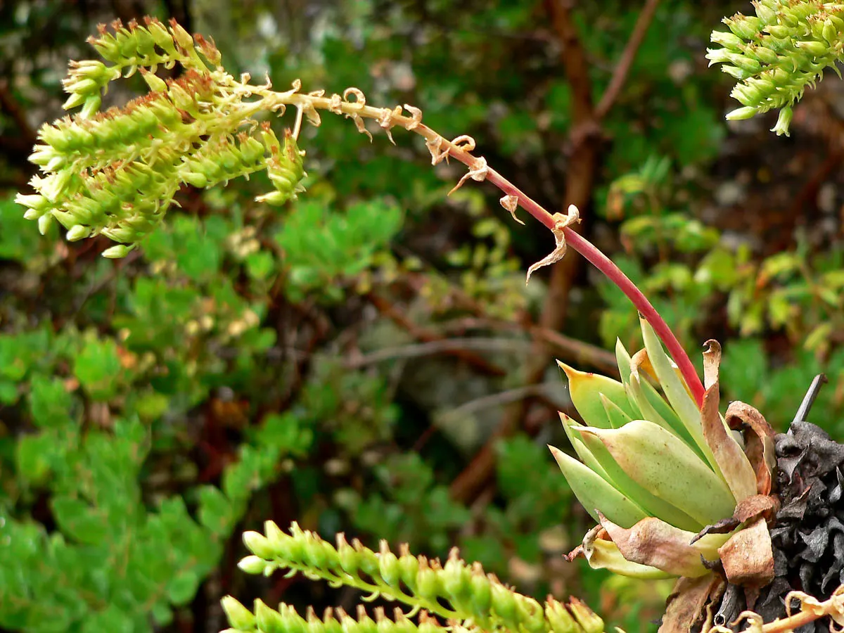 Candleholder Dudleya (Dudleya Candelabrum) — <br><br>One distinctive feature of the Candleholder Dudleya is its striking flower stalks