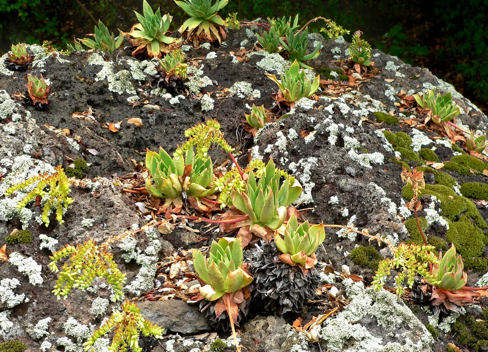 Candleholder Dudleya (Dudleya Candelabrum) — Originating from the rocky coastal bluffs of California