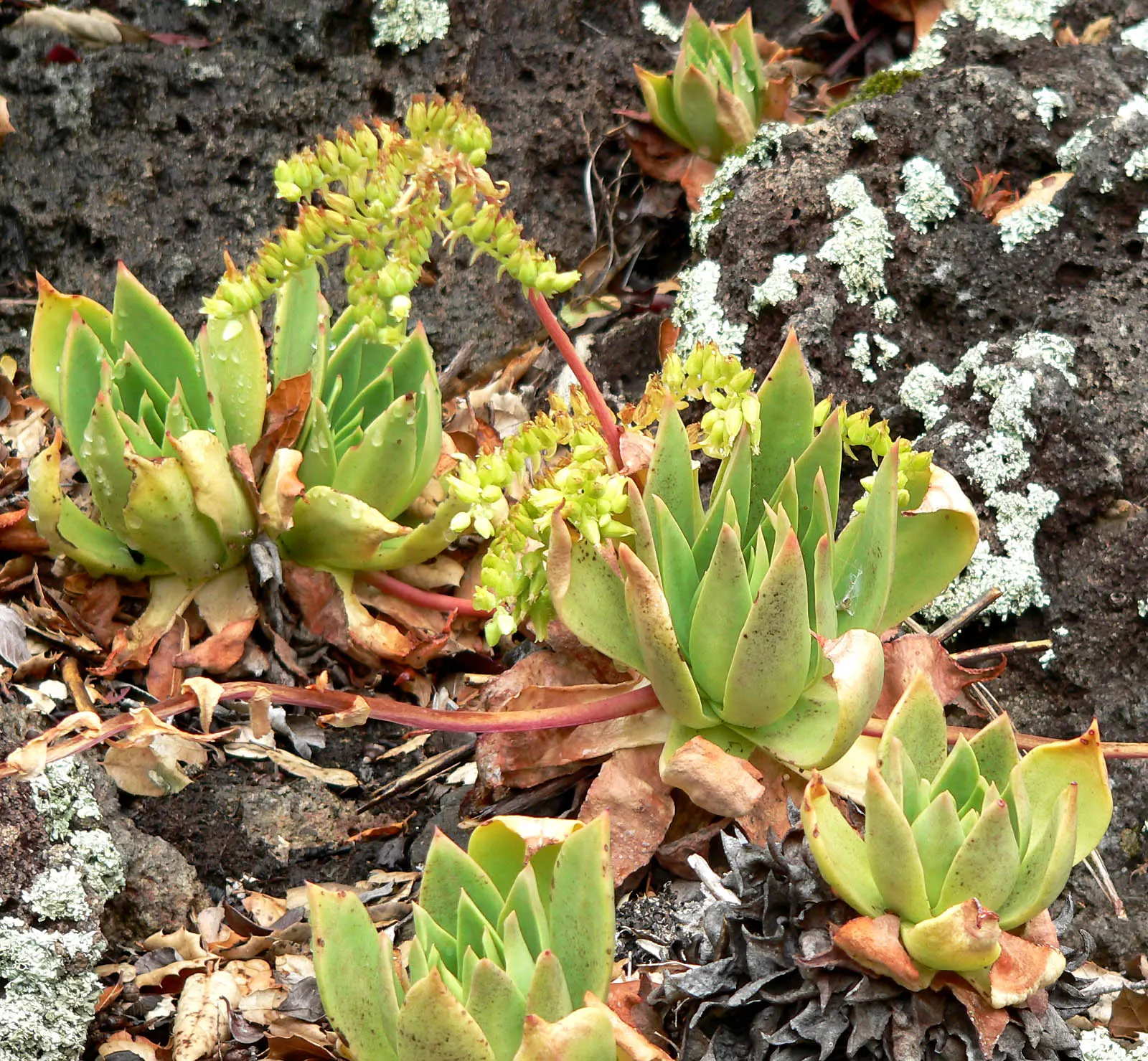 Candleholder Dudleya (Dudleya Candelabrum) — the plant sends up candelabra-like inflorescences reaching up to 2 feet in height