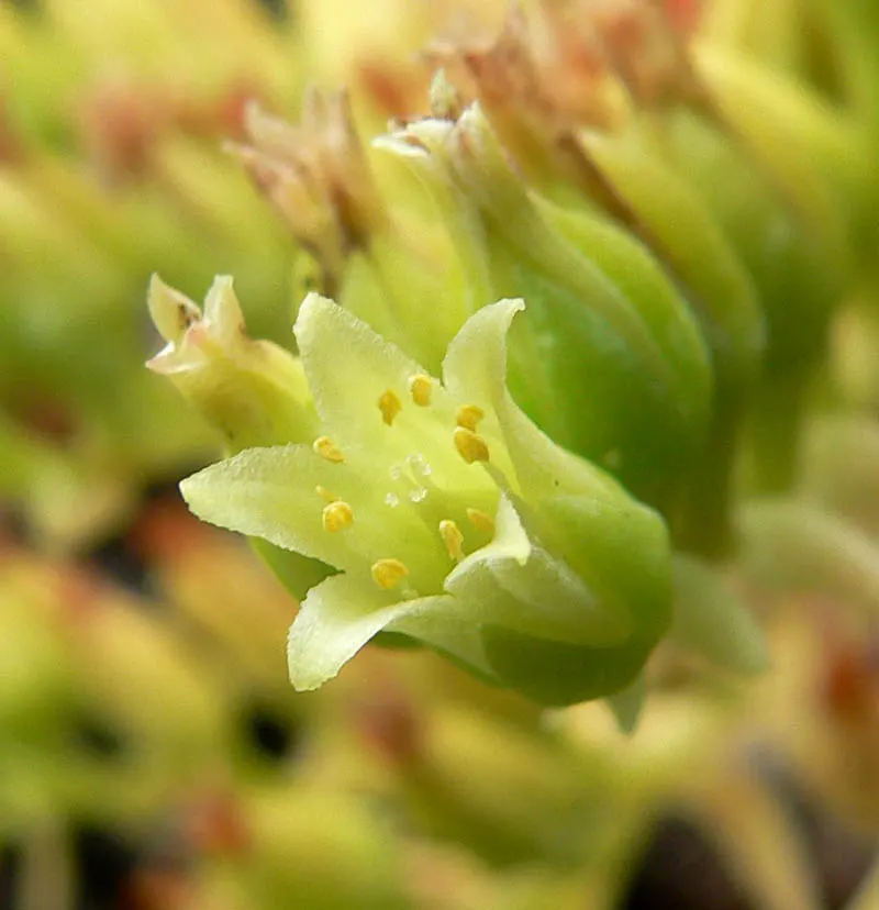 Candleholder Dudleya (Dudleya Candelabrum) — which are adorned with clusters of yellow star-shaped flowers