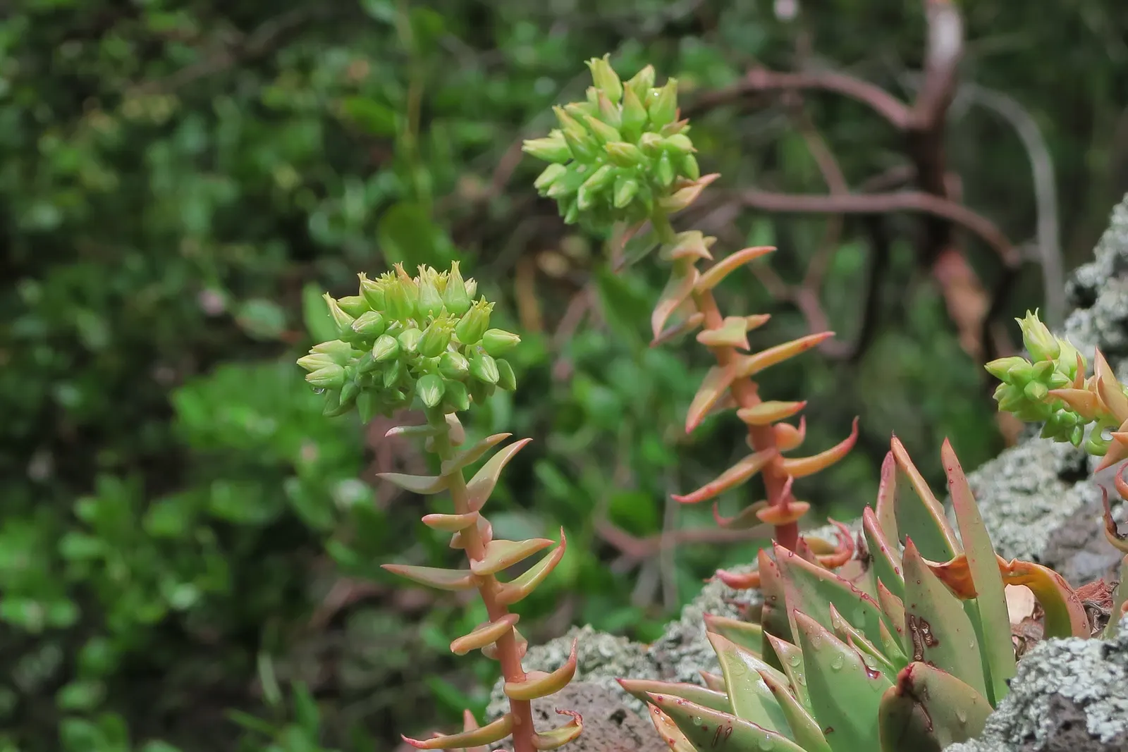 Candleholder Dudleya (Dudleya Candelabrum) — this hardy perennial is admired for its impressive rosettes of powdery blue-green leaves