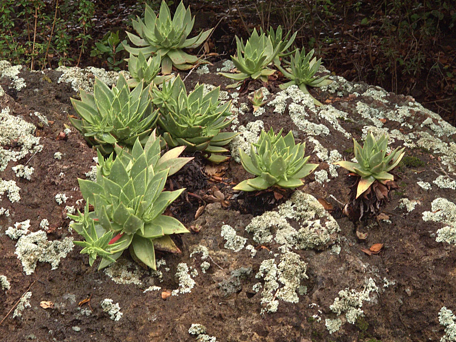 Candleholder Dudleya (Dudleya Candelabrum) — scientifically known as Dudleya candelabrum