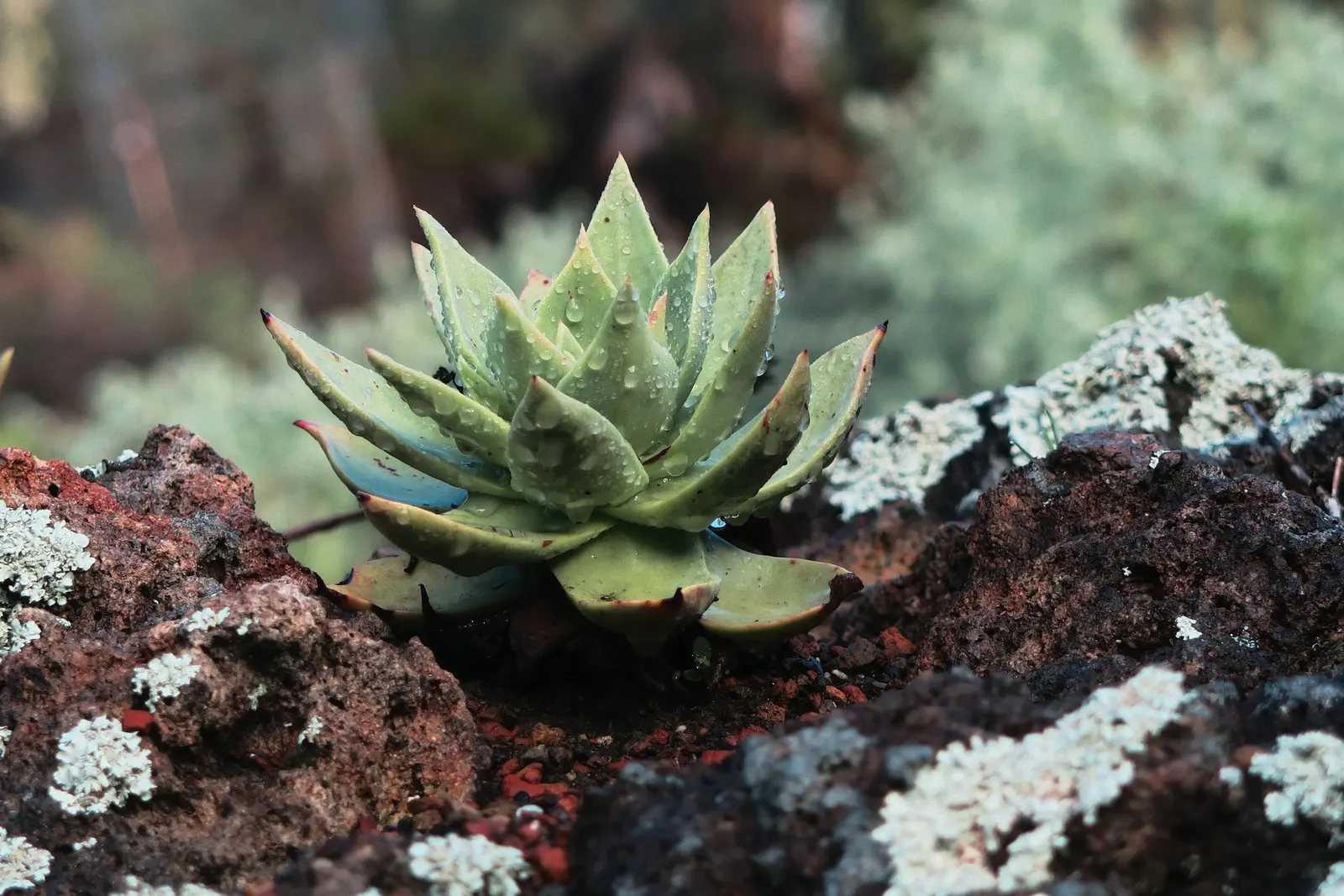 Candleholder Dudleya (Dudleya Candelabrum) — Native to California's rocky cliffs, it requires well-drained soil and thrives in full sun to partial shade