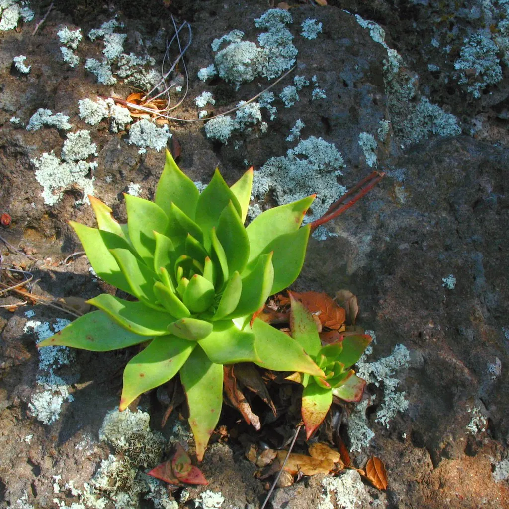 Candleholder Dudleya (Dudleya Candelabrum) — Drought-tolerant, ideal for xeriscape gardens