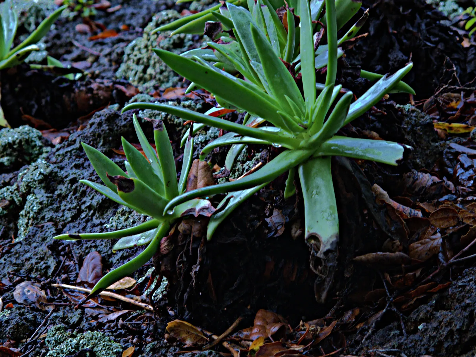 Candleholder Dudleya (Dudleya Candelabrum) — is a captivating succulent that adds an architectural element to any landscape design