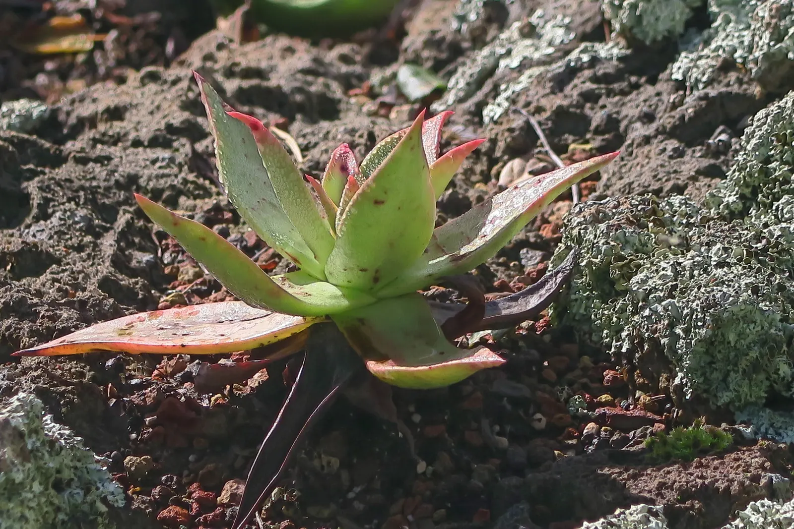 Candleholder Dudleya (Dudleya Candelabrum) — which can span up to 8 inches in diameter