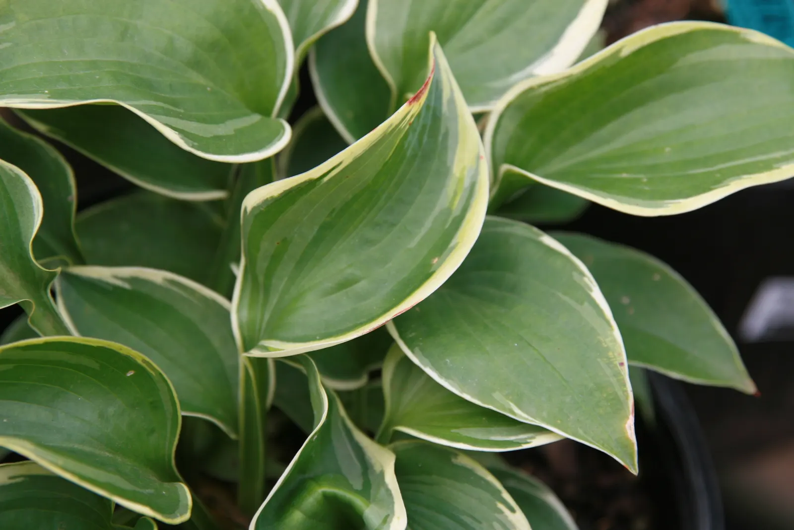 Northern Exposure Hosta (Hosta 'Northern Exposure') — Hosta 'Northern Exposure' boasts wide, heart-shaped, blue-green leaves with striking cream margins