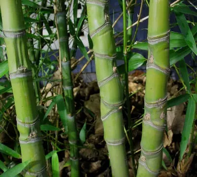 Golden Bamboo, Fish Pole Bamboo (Phyllostachys Aurea) — Implementing rhizome barriers to a depth of around 30 inches can successfully contain its spread