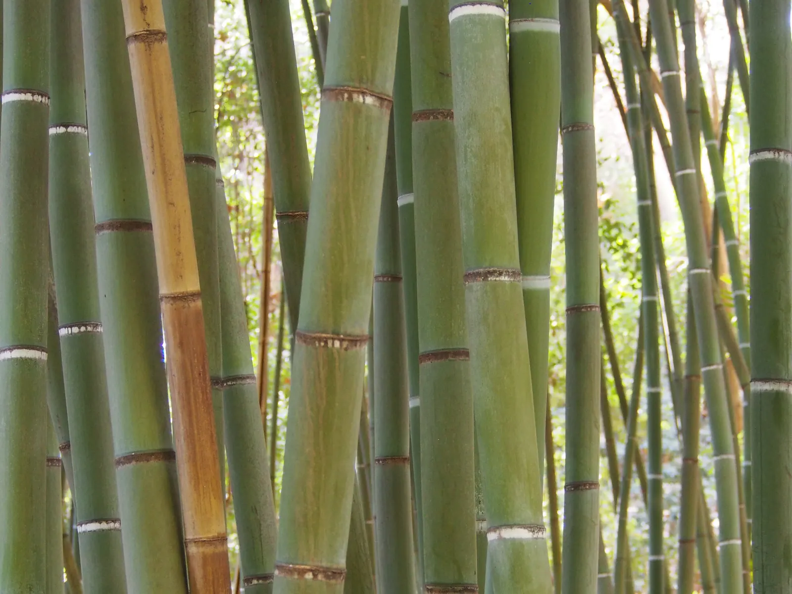 Golden Bamboo, Fish Pole Bamboo (Phyllostachys Aurea) — provide an elegant contrast to the dense