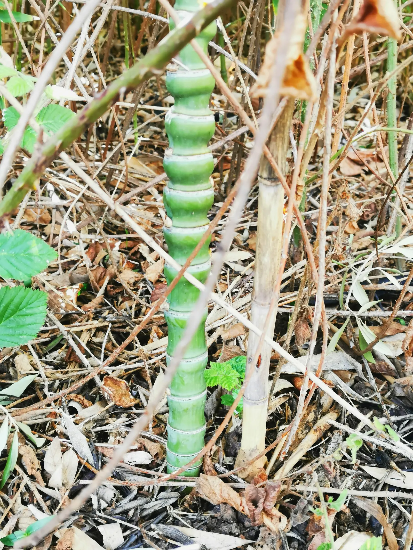 Golden Bamboo, Fish Pole Bamboo (Phyllostachys Aurea) — Requires moderate water and well-drained soil; which turn a distinctive golden-yellow with age and