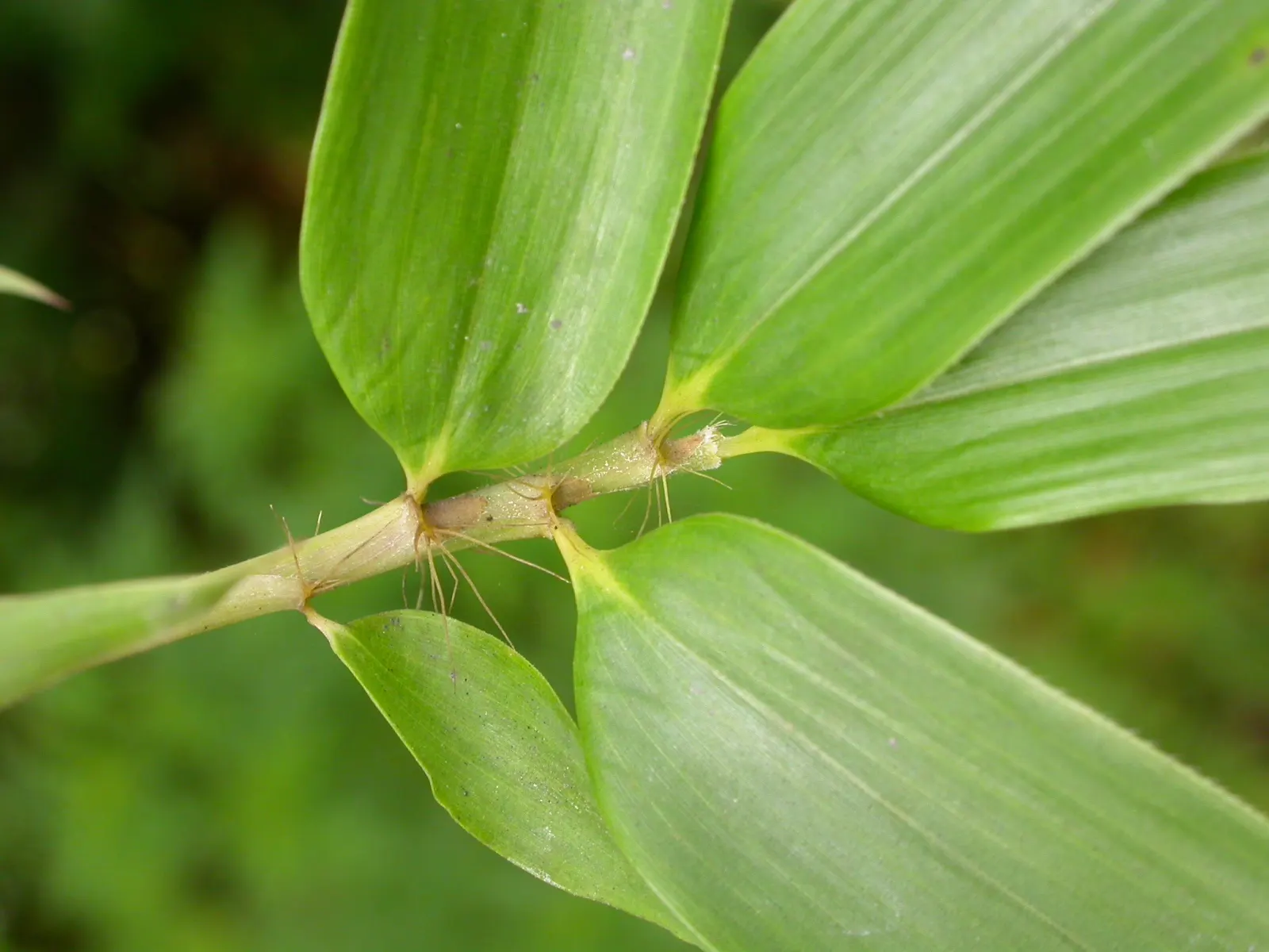 Golden Bamboo, Fish Pole Bamboo (Phyllostachys Aurea) — Trim to control height and spread for maintenance in designed landscapes