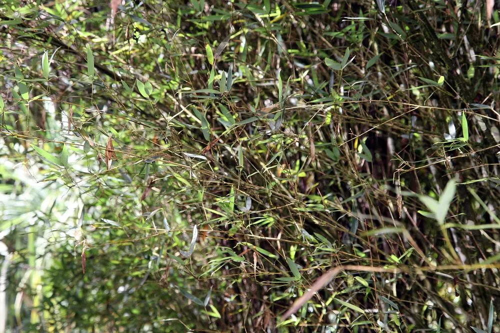 Golden Bamboo, Fish Pole Bamboo (Phyllostachys Aurea) — Regular pruning may also be necessary to maintain desired form and size