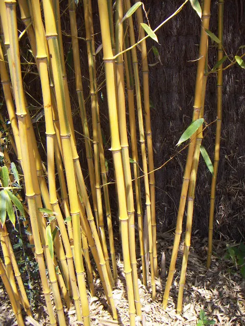 Golden Bamboo, Fish Pole Bamboo (Phyllostachys Aurea) — Originating from Southeast China