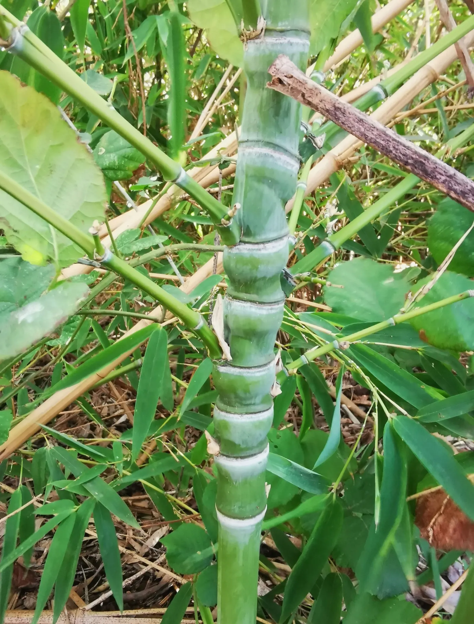 Golden Bamboo, Fish Pole Bamboo (Phyllostachys Aurea) — also known as Fish Pole Bamboo (Phyllostachys aurea); hardy in zones 6-10, it thrives in full to