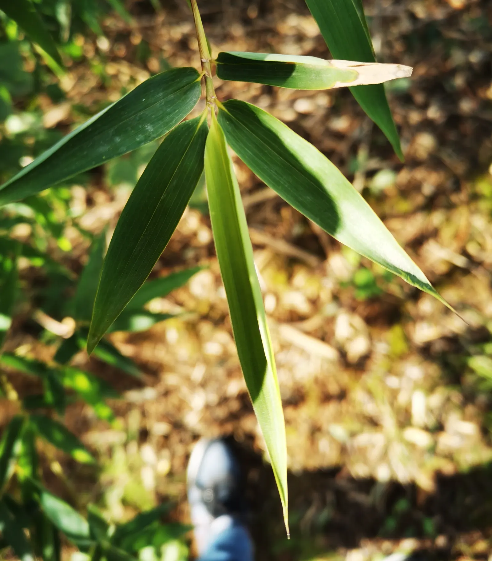 Golden Bamboo, Fish Pole Bamboo (Phyllostachys Aurea) — and fast growth rate make it a go-to choice for privacy screens and windbreaks