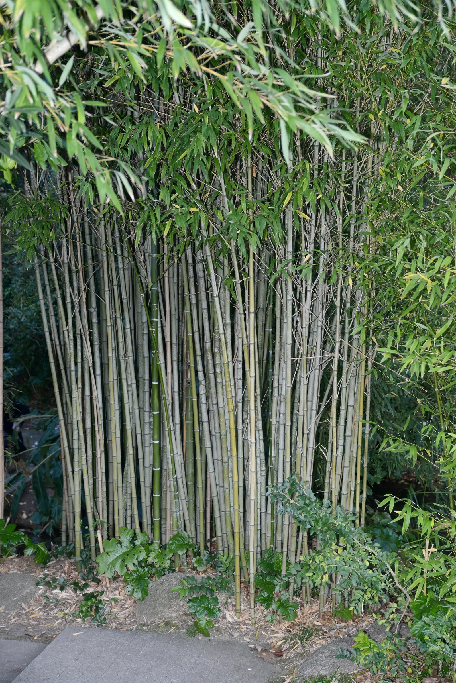 Golden Bamboo, Fish Pole Bamboo (Phyllostachys Aurea) — Lush green foliage creates privacy screens or bamboo groves