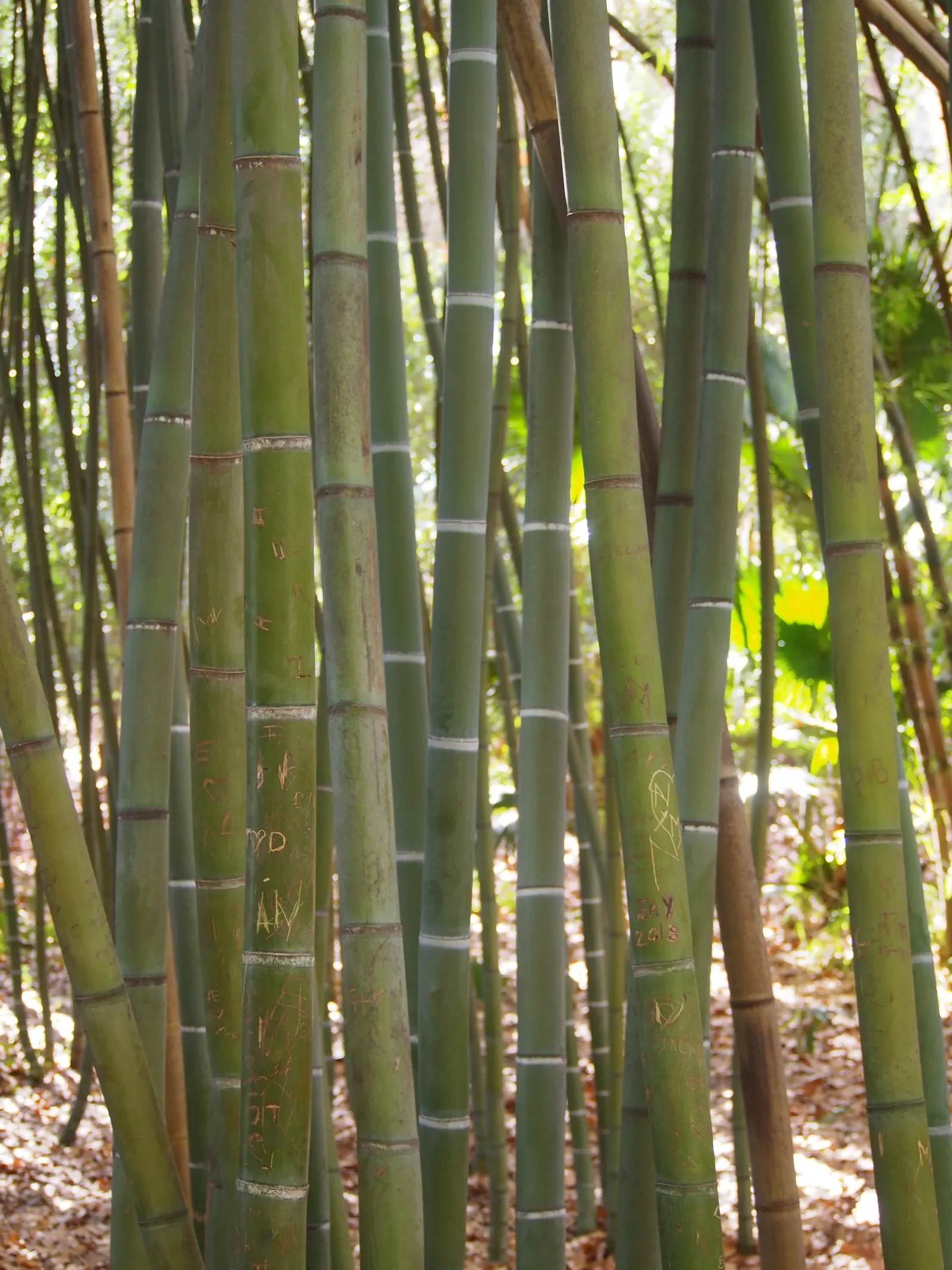 Golden Bamboo, Fish Pole Bamboo (Phyllostachys Aurea) — This species demands well-drained soil and can tolerate drought once established
