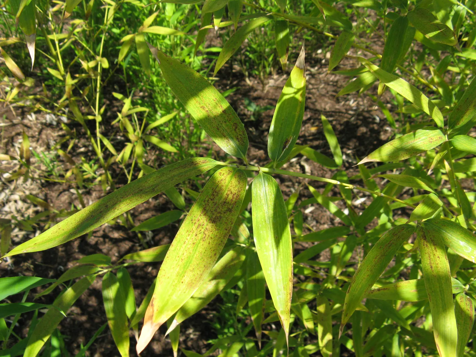 Golden Bamboo, Fish Pole Bamboo (Phyllostachys Aurea) — Requires moderate water and well-drained soil