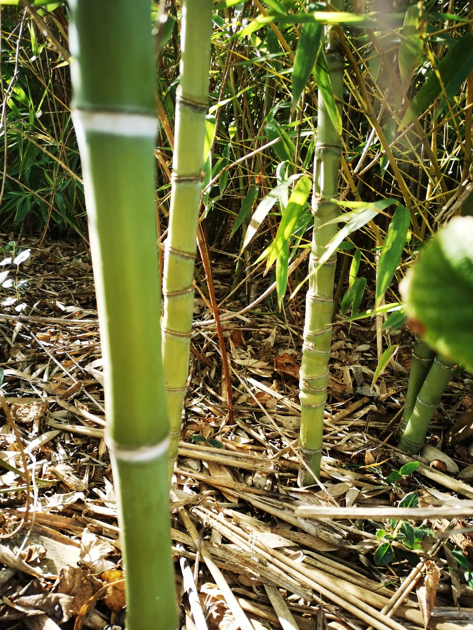 Golden Bamboo, Fish Pole Bamboo (Phyllostachys Aurea) — Trim to control height and spread for maintenance in designed landscapes; typically around 10 to 20 feet
